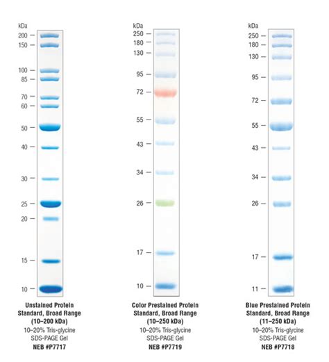 Protein Ladders and Standards (Markers)